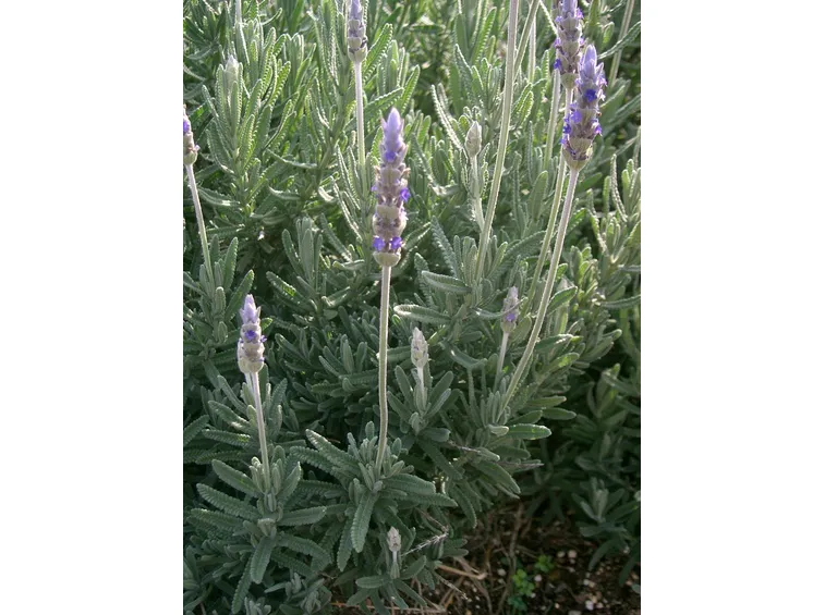 Pianta di Lavanda