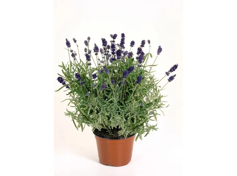 Lavanda in vaso