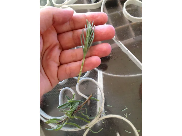 Talea di Lavanda