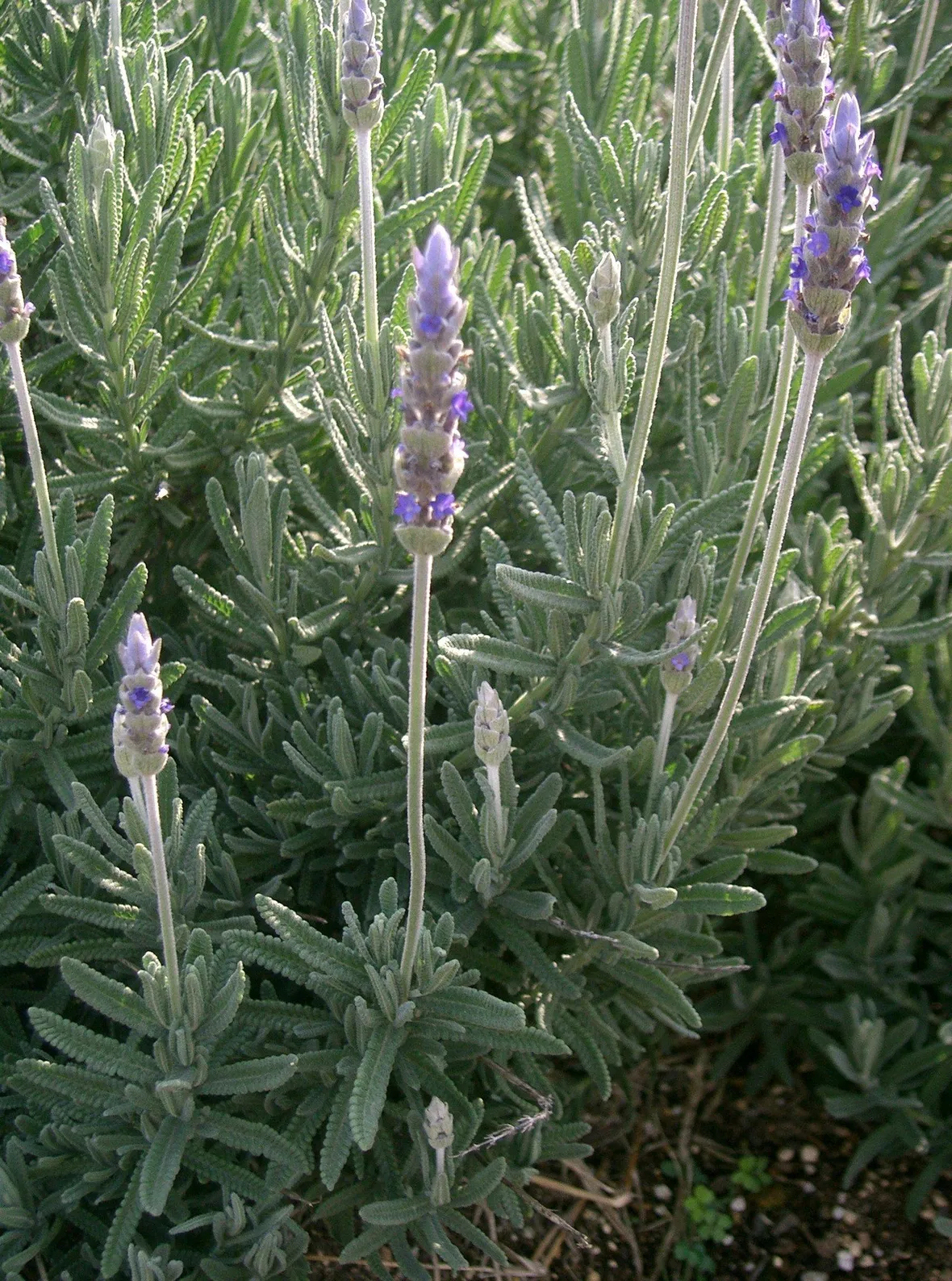 Pianta di Lavanda