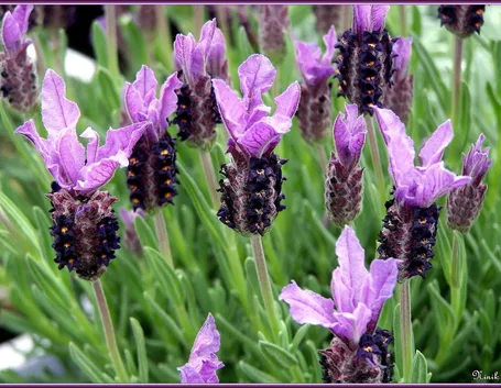Fiori di lavanda stoechas