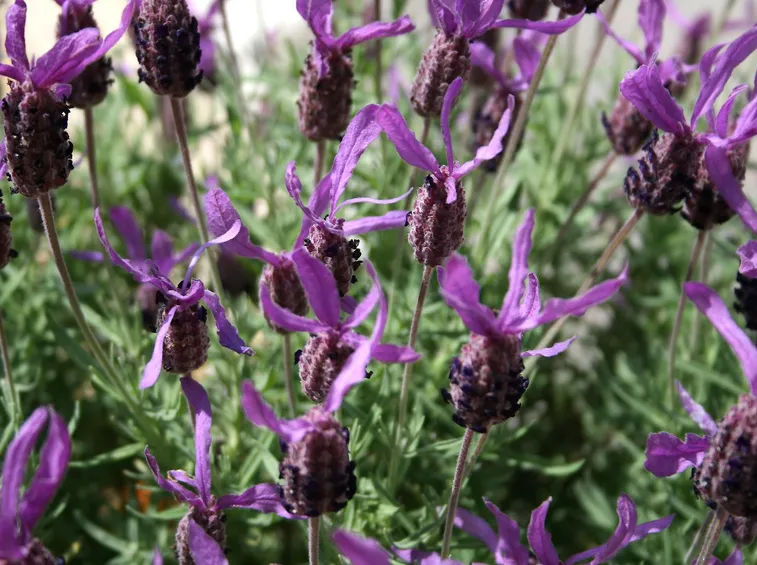 Lavanda stoechas, cespuglio