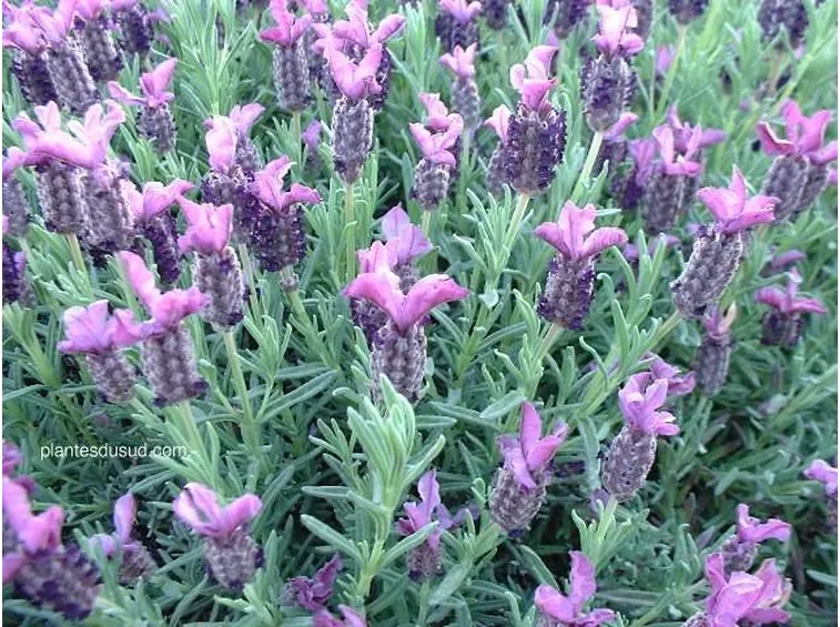 La lavanda stoechas, esemplare