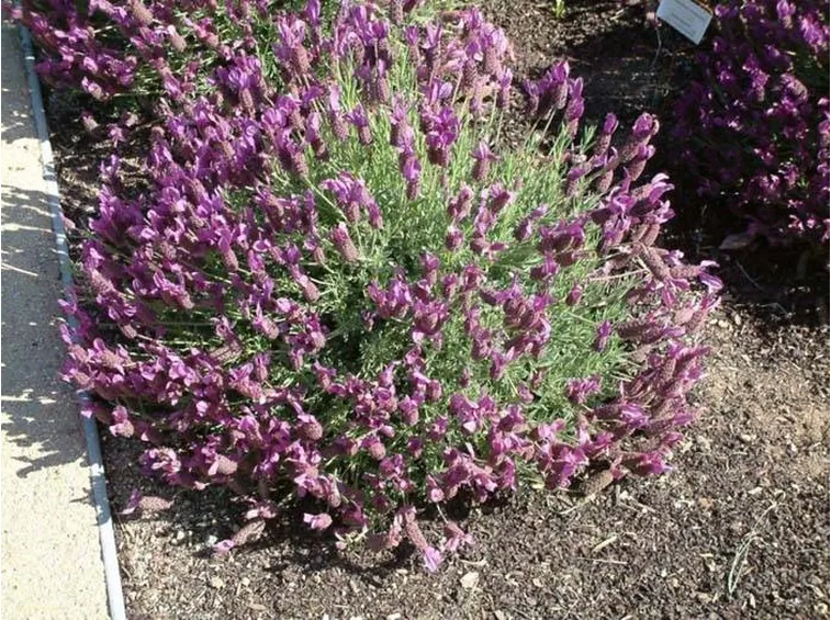 Coltivazione di lavanda stoechas