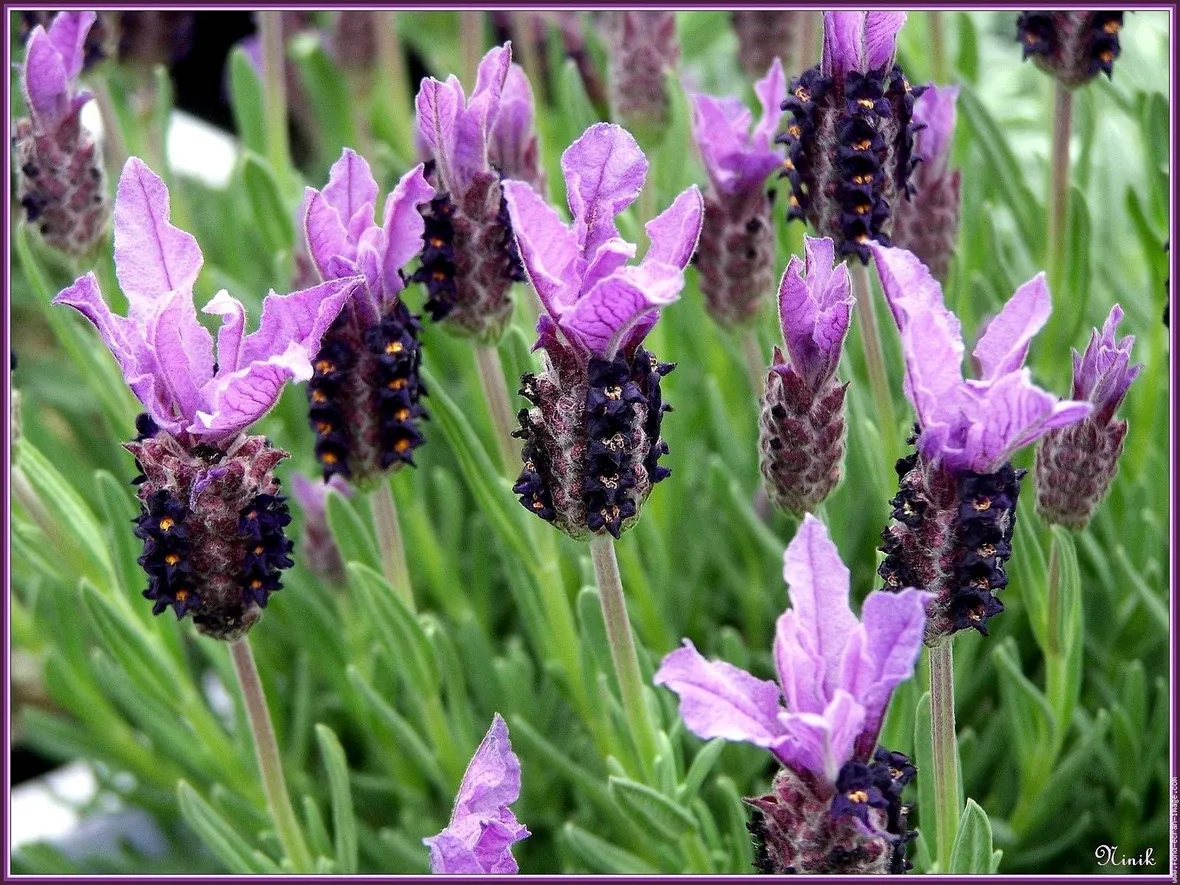 Fiori di lavanda stoechas