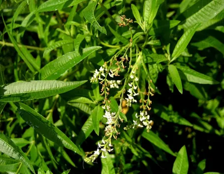 fiori lippia citriodora