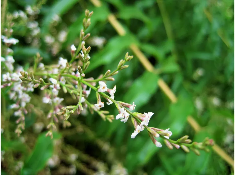 Fiori di erba Luigia