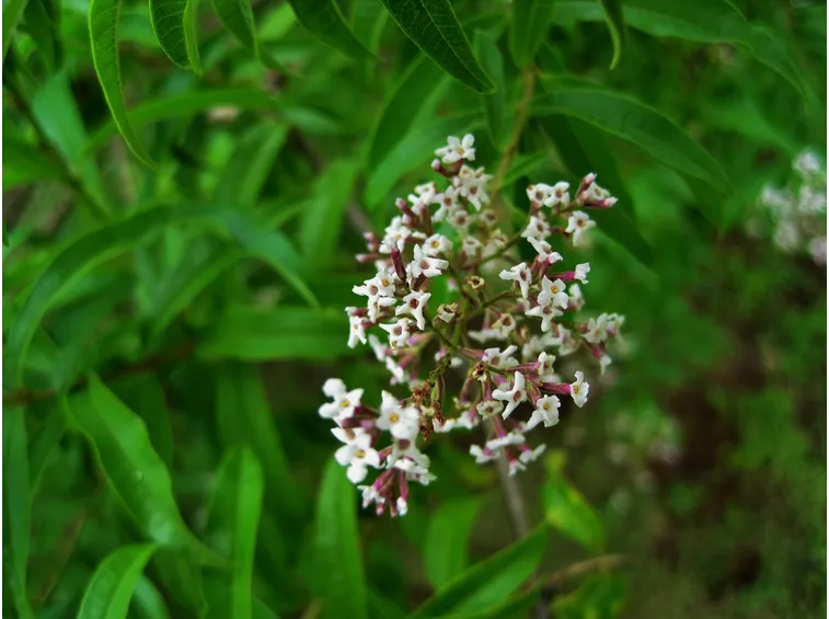 Foglia di Lippia Citriodora