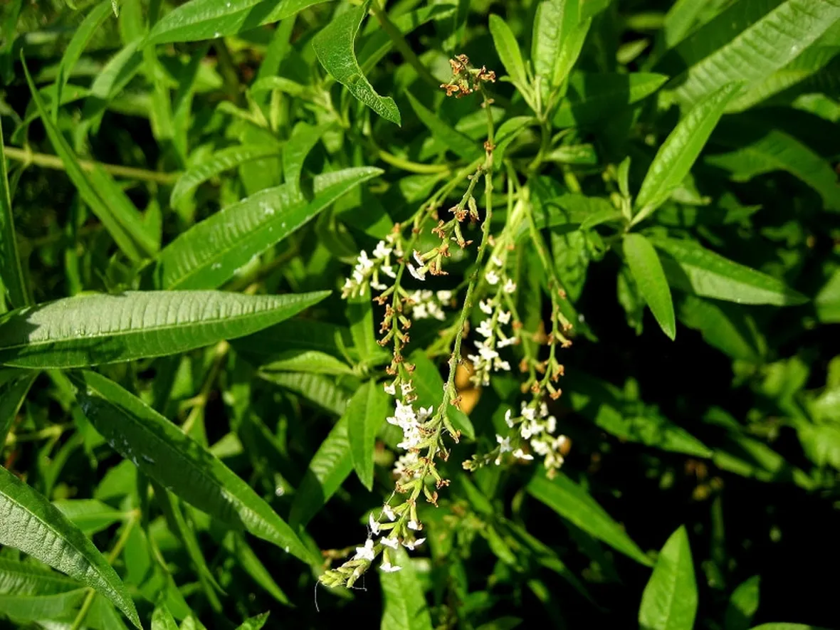 fiori lippia citriodora