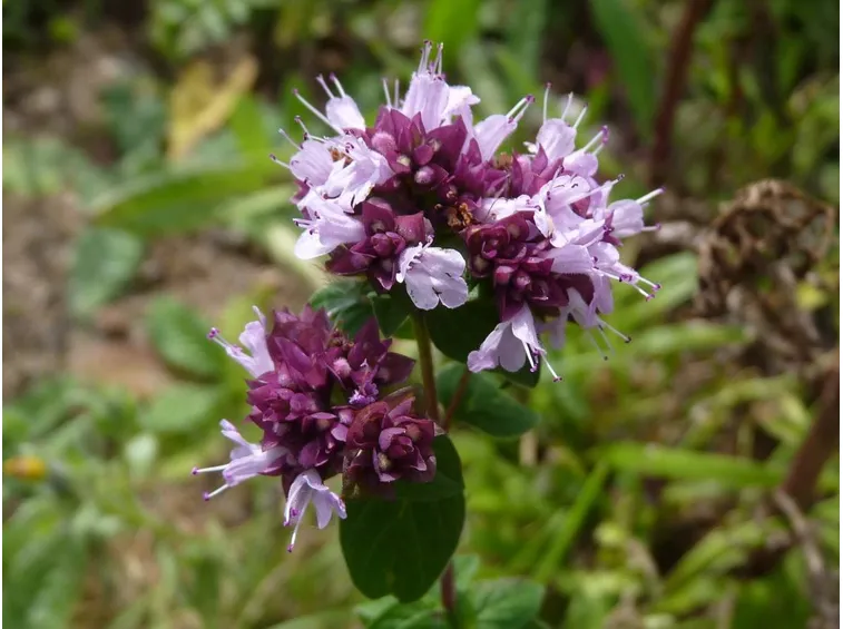 Maggiorana selvatica