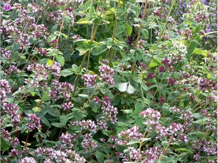 Maggiorana in fiore