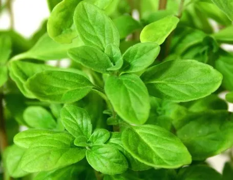 Foglie della pianta della maggiorana