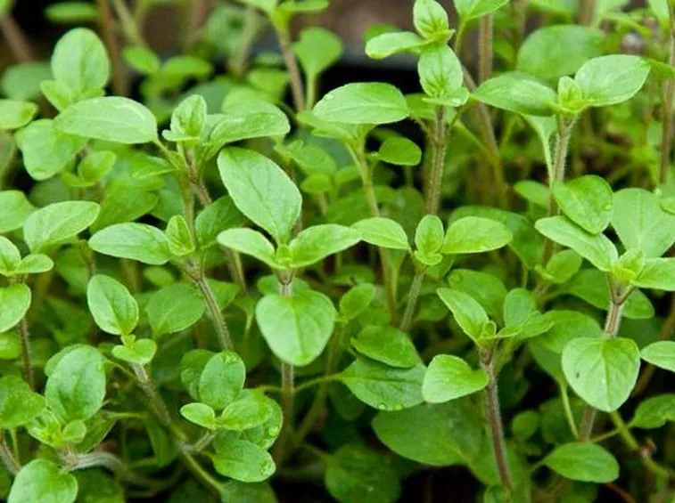 Pianta della maggiorana