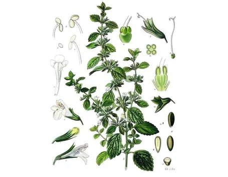 Melissa (illustrazione scientifica)
