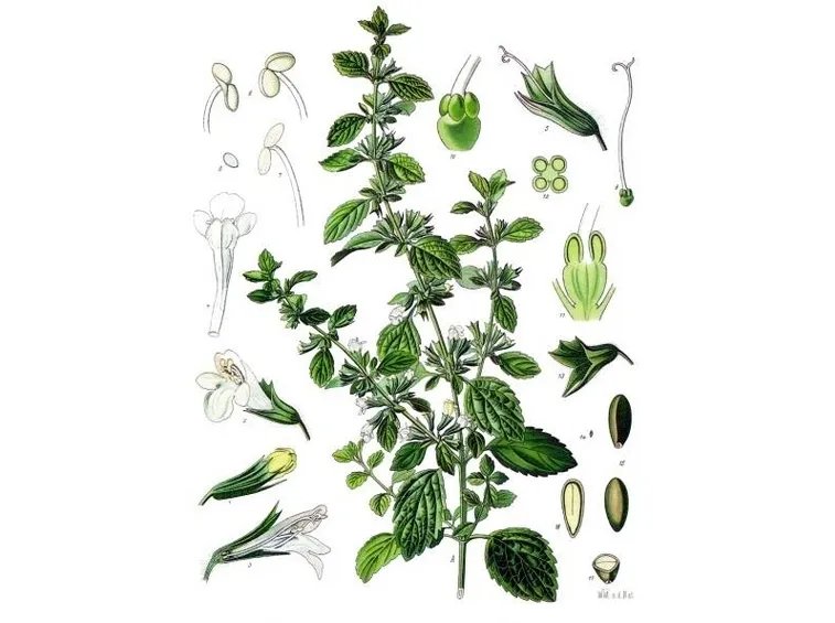 Melissa (illustrazione scientifica)