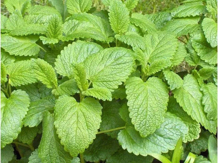 Foglie di melissa