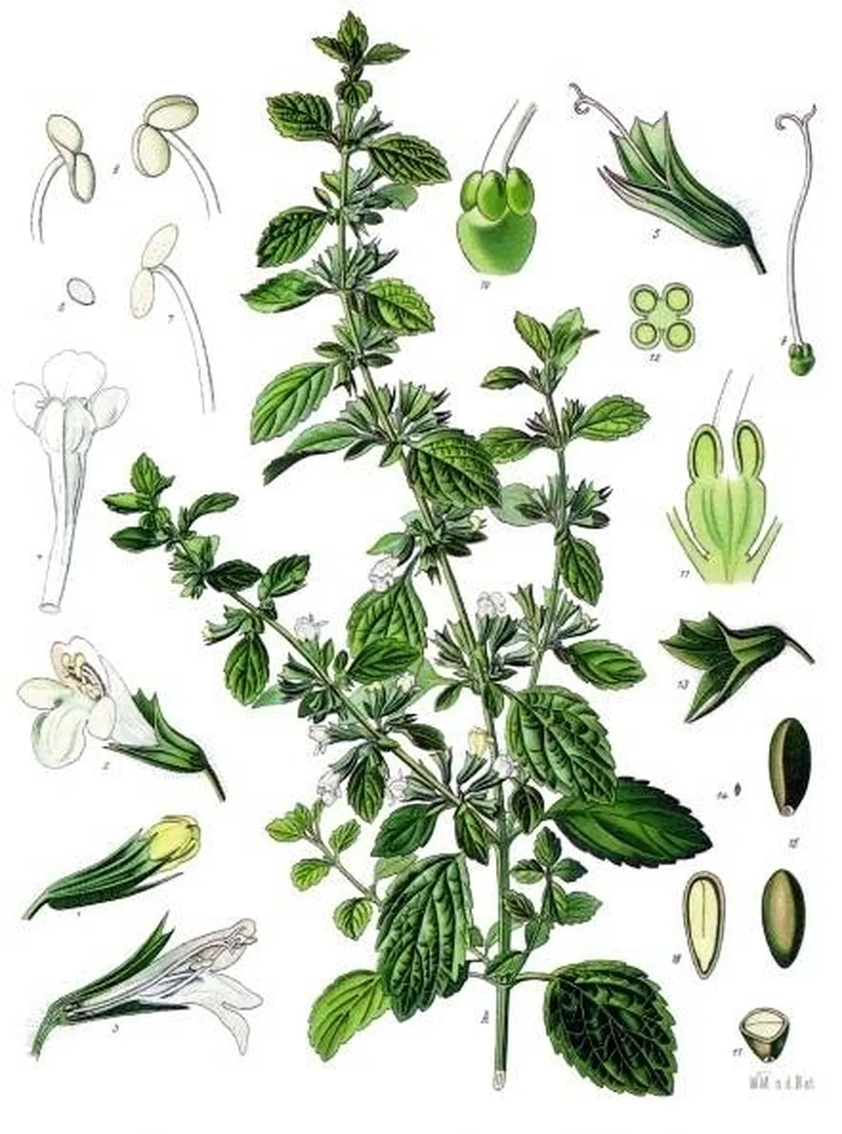 Melissa (illustrazione scientifica)