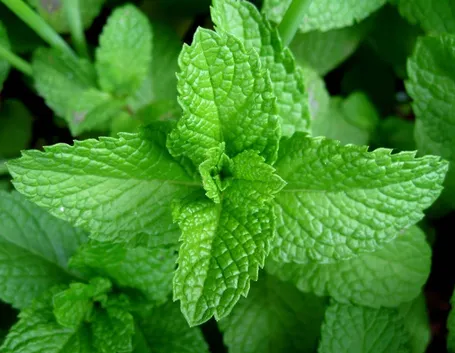 pianta di menta aromatica