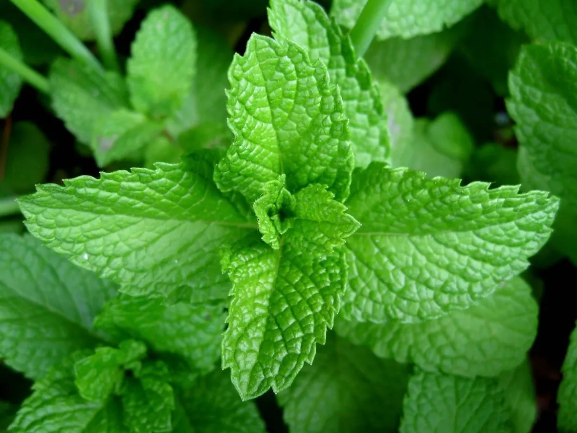 pianta di menta aromatica