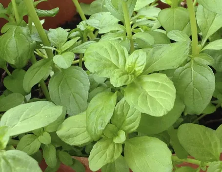 Foglie della menta romana