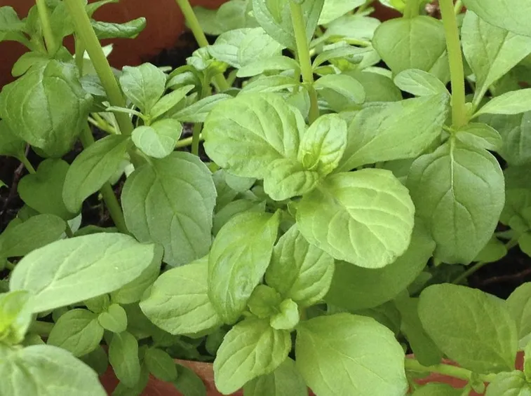 Foglie della menta romana
