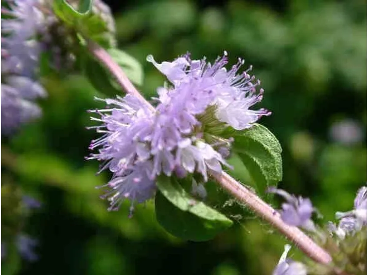 Infiorescenze della menta romana