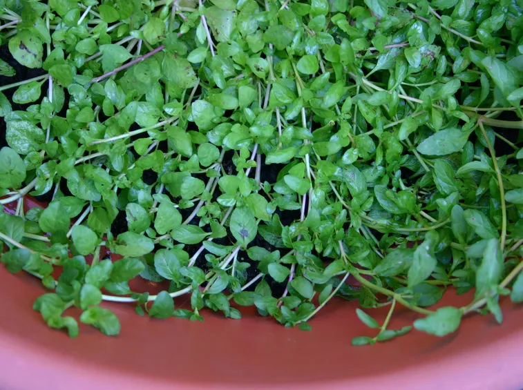 Menta romana in vaso