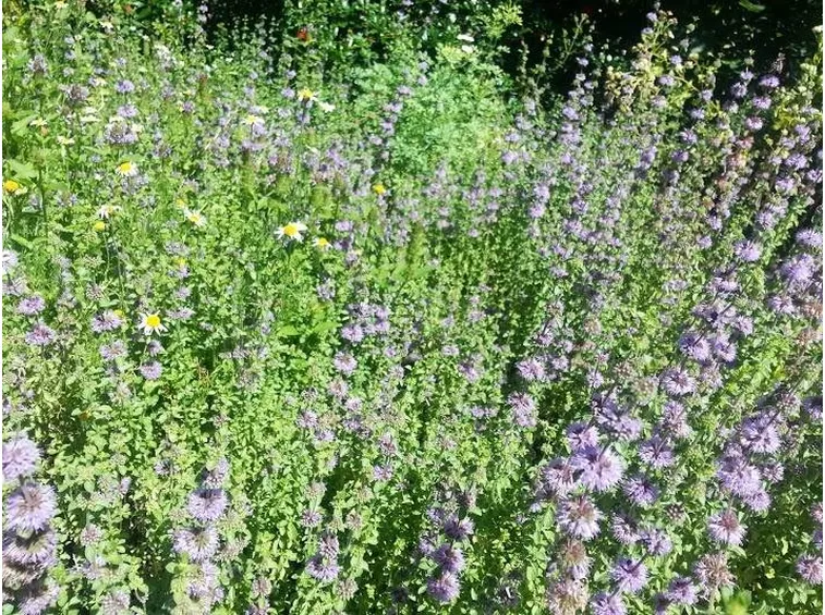 Menta romana selvatica