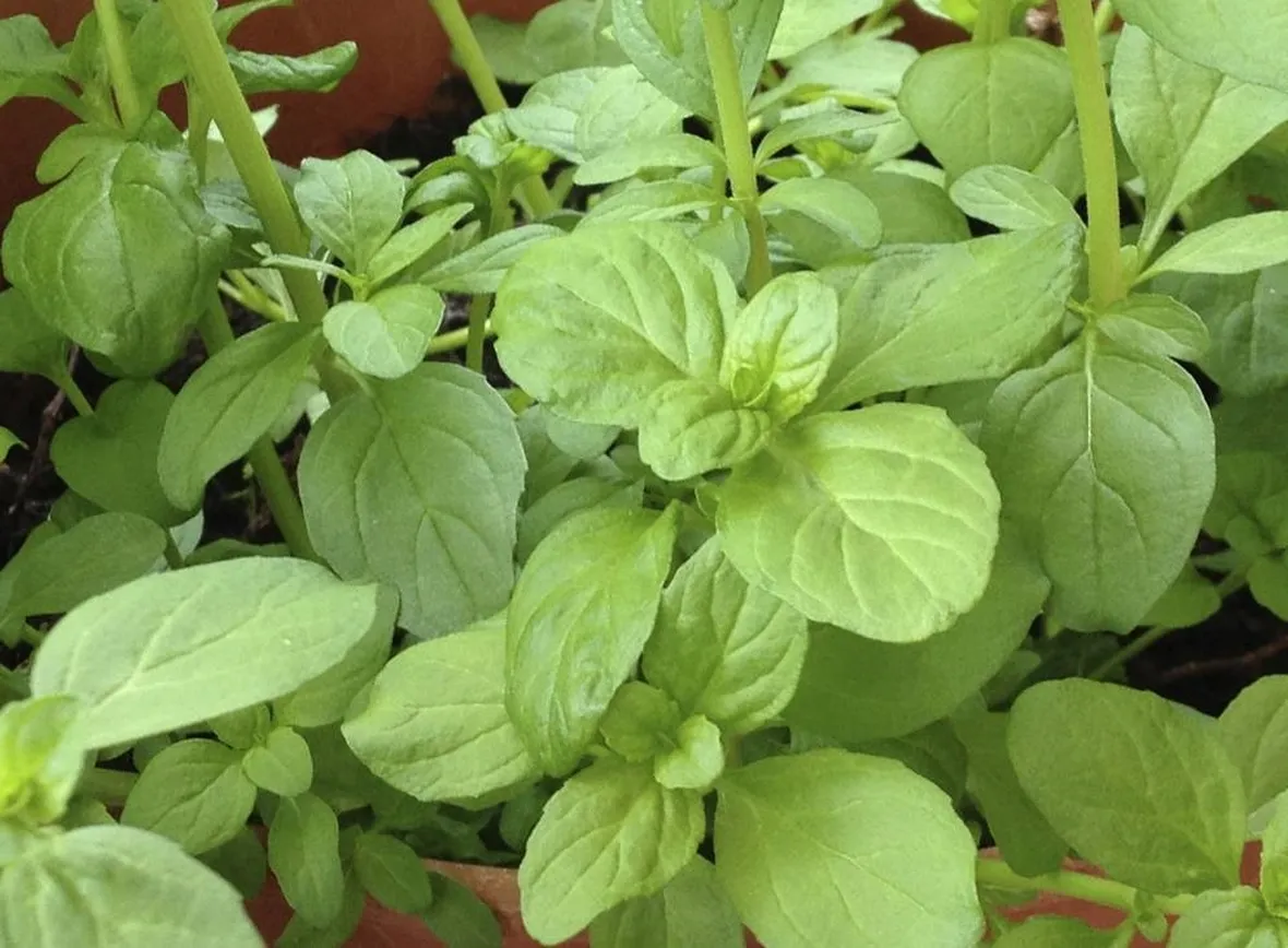 Foglie della menta romana