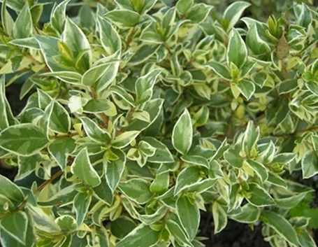 Pianta mirto