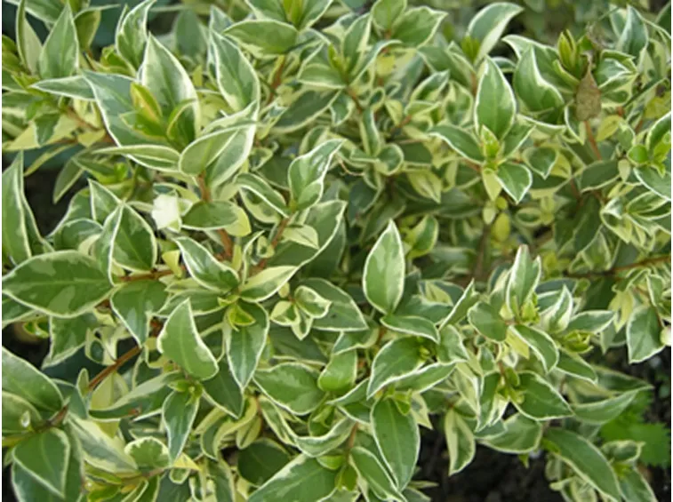 Pianta mirto