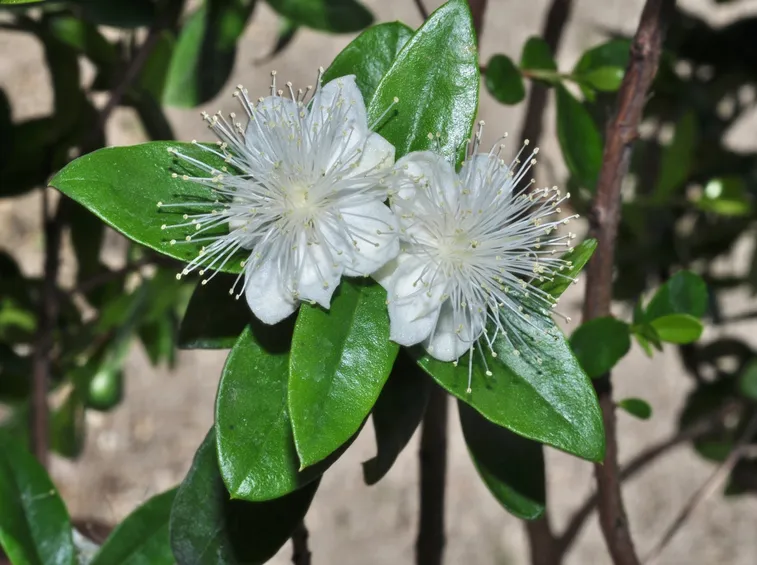 Mirto pianta