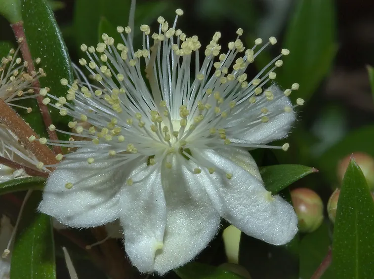 Fiore mirto