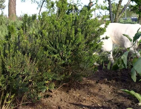 Arbusto di Mirto tipico della macchia mediterranea