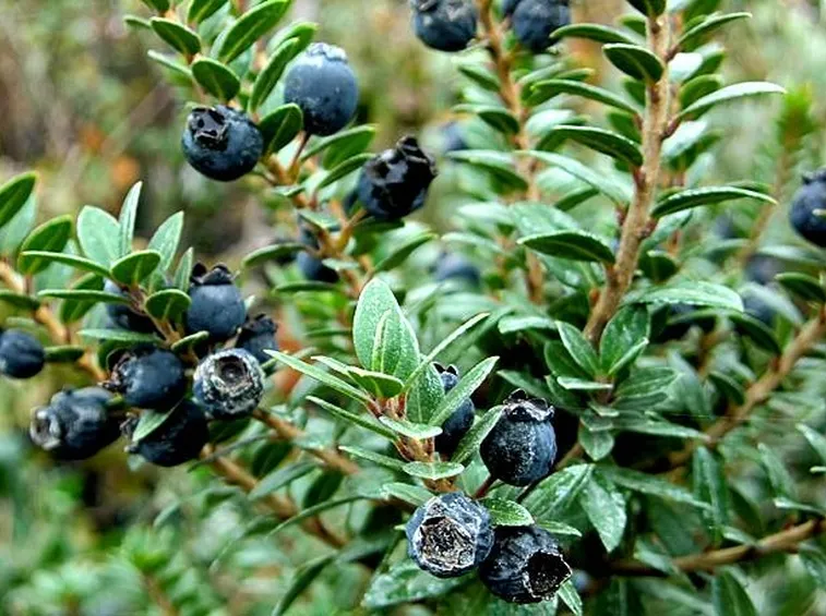 Bacche di mirto raccolte e pronte per la lavorazione e la produzione del liquore