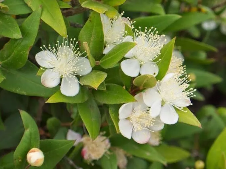 Fiori Bianchi della pianta di Mirto, caratterizzati stami ben evidenti per i lunghi filamenti.