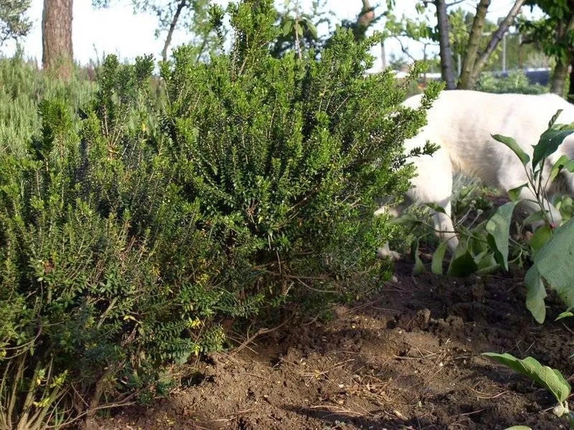 Arbusto di Mirto tipico della macchia mediterranea