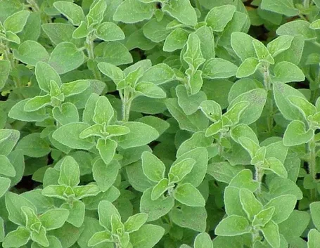 origano in giardino