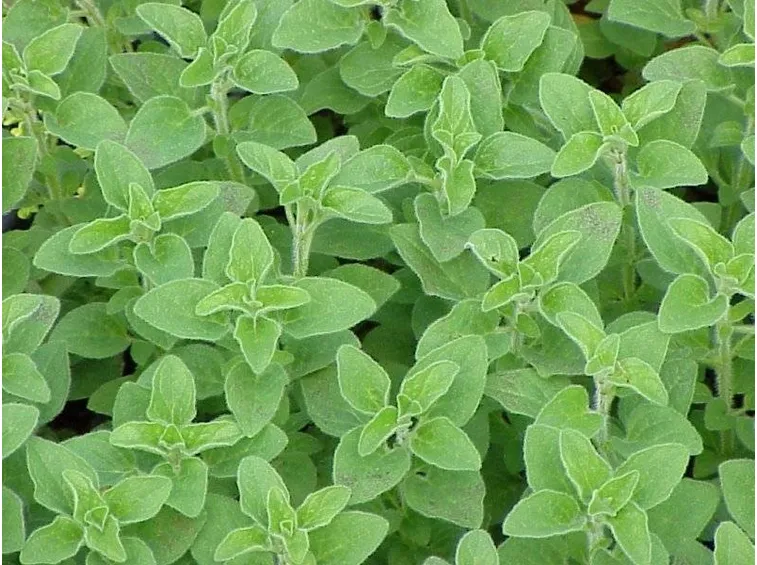 origano in giardino