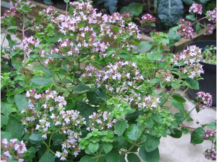 origano