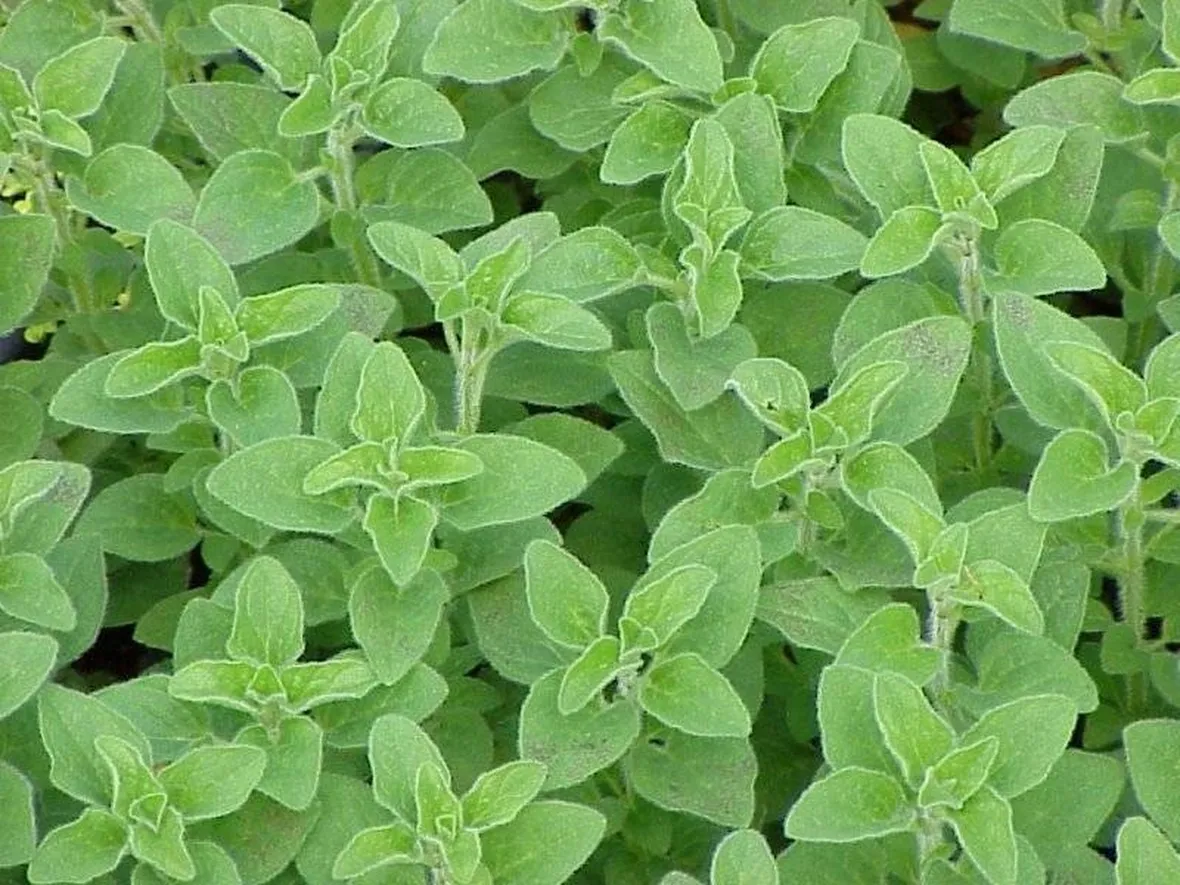 origano in giardino