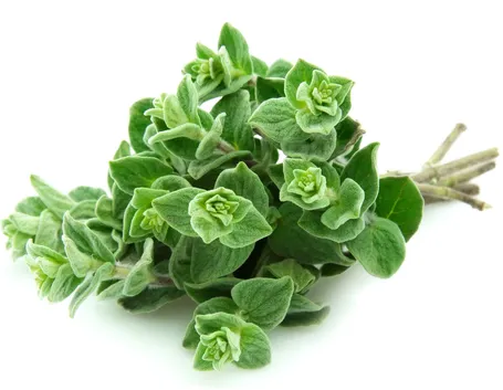 Piante di origano selvatico