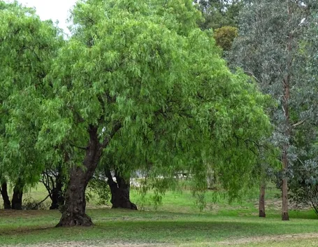 Albero pepe rosa