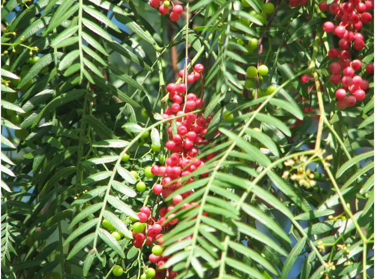 Fiori albero falso pepe