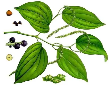 Disegno botanico della pianta di piper nigrum