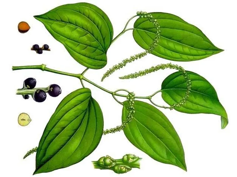 Disegno botanico della pianta di piper nigrum