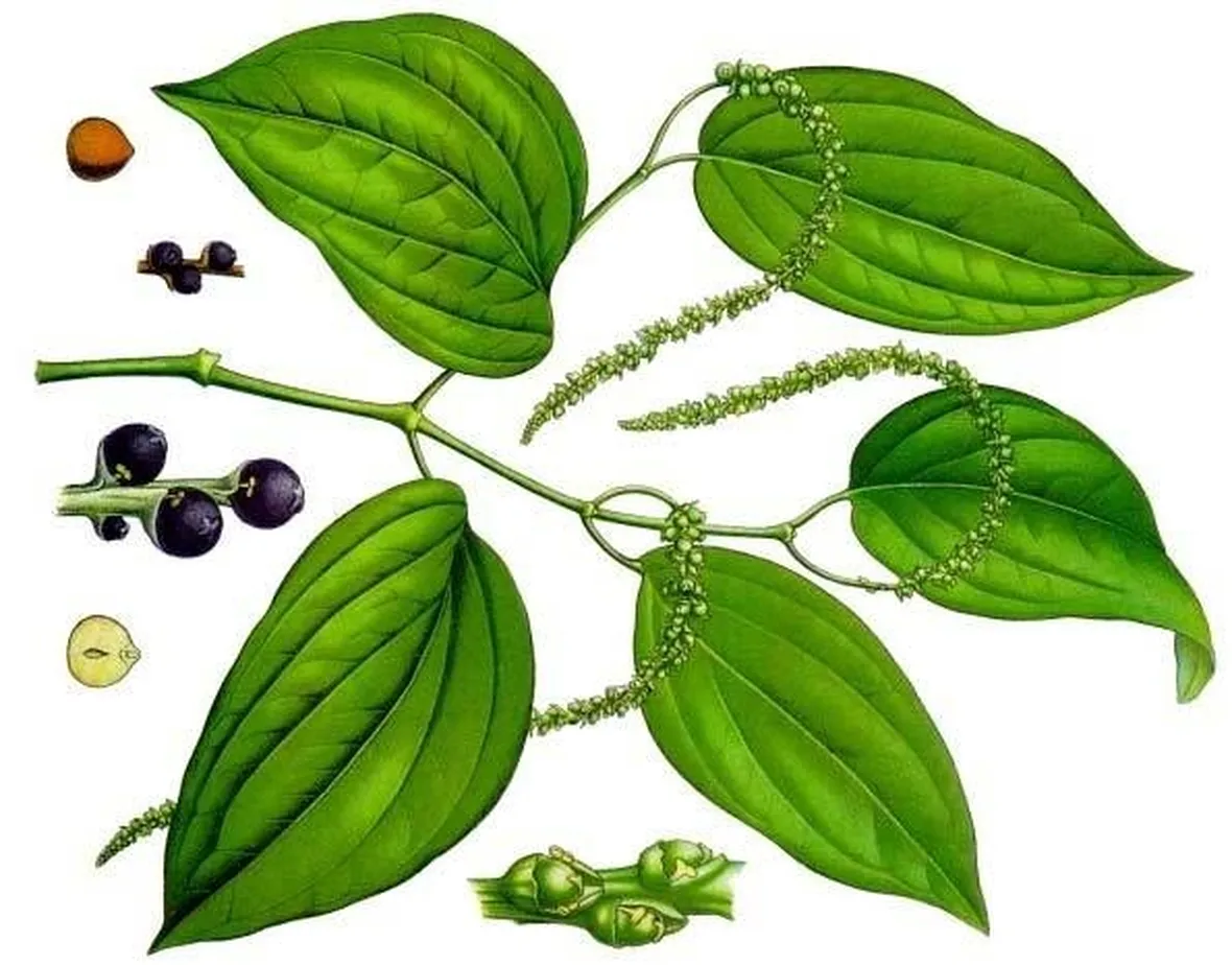 Disegno botanico della pianta di piper nigrum
