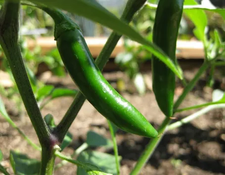 Peperoncino del Serrano in maturazione