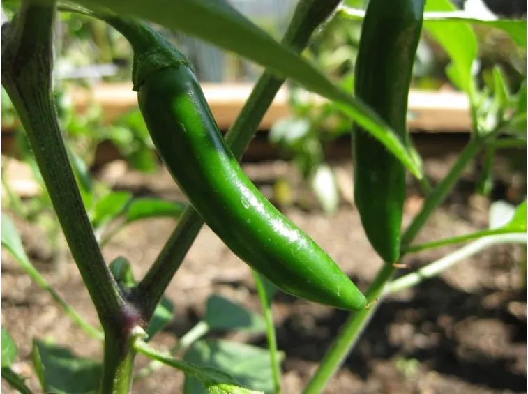 Peperoncino del Serrano in maturazione