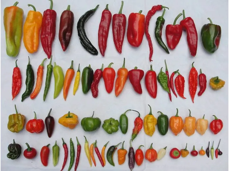 La particolare forma dell'Habanero